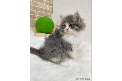 成約済の埼玉県のサイベリアン-97490の4枚目