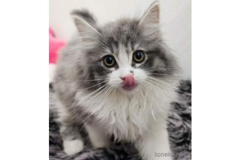 成約済の埼玉県のサイベリアン-97490の3枚目