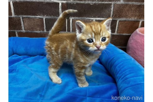 成約済の東京都のアメリカンショートヘア-101369の5枚目