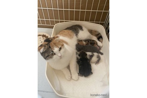 ラテちゃん1枚目