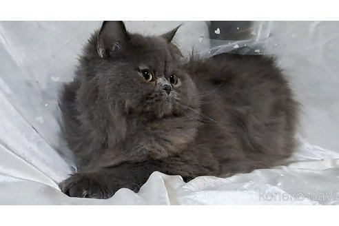 成約済の宮城県のペルシャ-89704の2枚目