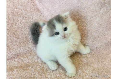 成約済の三重県のスコティッシュフォールド(折れ耳)-101386の4枚目