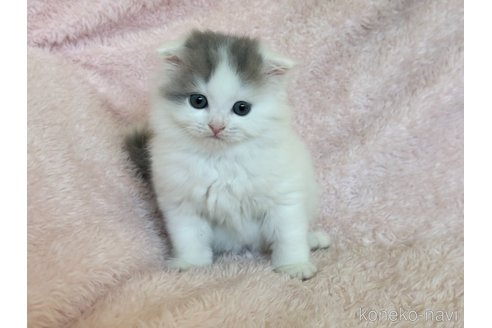 成約済の三重県のスコティッシュフォールド(折れ耳)-101386の3枚目