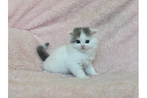 成約済の三重県のスコティッシュフォールド(折れ耳)-101386の5枚目