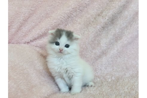 成約済の三重県のスコティッシュフォールド(折れ耳)-101386の6枚目