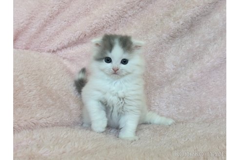成約済の三重県のスコティッシュフォールド(折れ耳)-101386の2枚目
