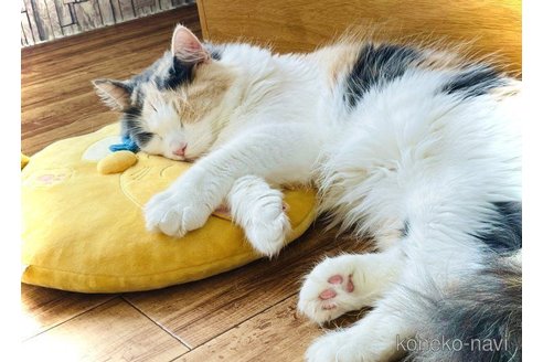 ひぃちゃん1枚目