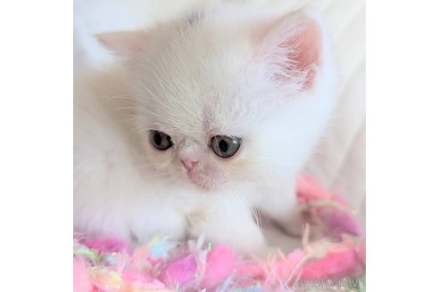 成約済の北海道のエキゾチックショートヘア-101390の1枚目