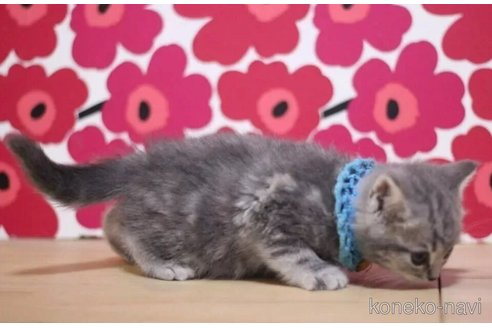 成約済の東京都のマンチカン-101392の2枚目