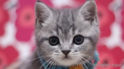 成約済の東京都のマンチカン-101392の1枚目