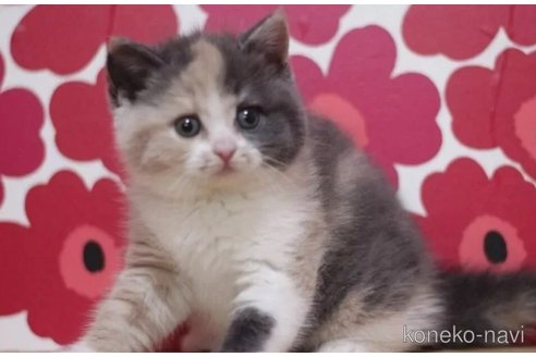 成約済の東京都のスコティッシュフォールド-101393の2枚目