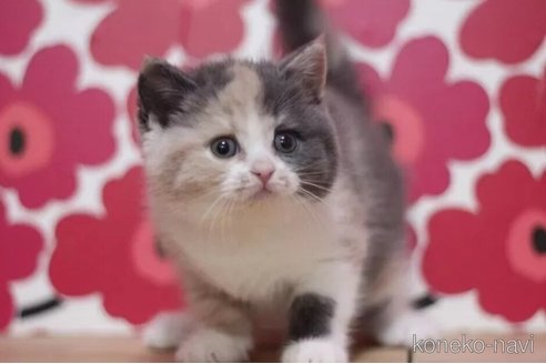 成約済の東京都のスコティッシュフォールド-101393の3枚目