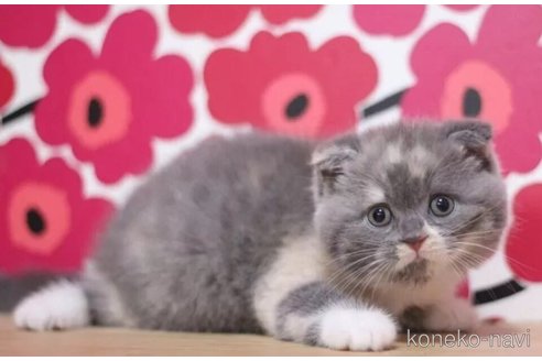 成約済の東京都のスコティッシュフォールド(折れ耳)-101394の6枚目