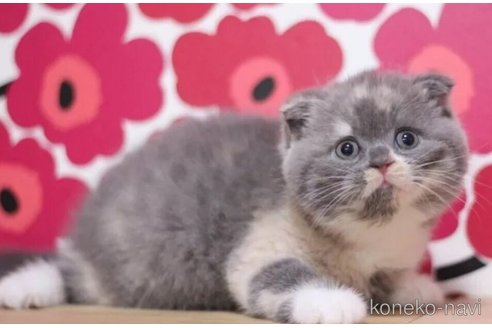 成約済の東京都のスコティッシュフォールド(折れ耳)-101394の2枚目