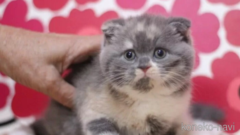 成約済の東京都のスコティッシュフォールド(折れ耳)-101394の1枚目