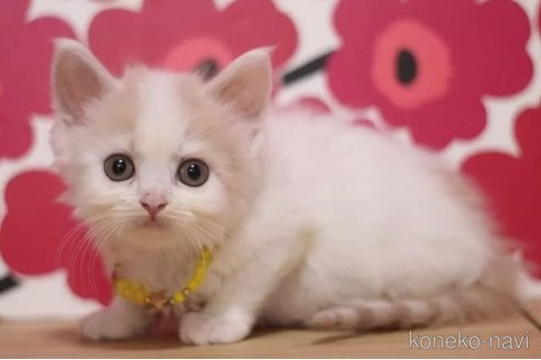 成約済の東京都のマンチカン-101395の2枚目