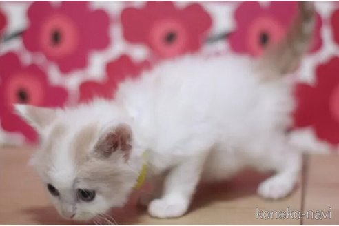 成約済の東京都のマンチカン-101395の3枚目