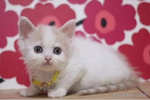 成約済の東京都のマンチカン-101395の1枚目