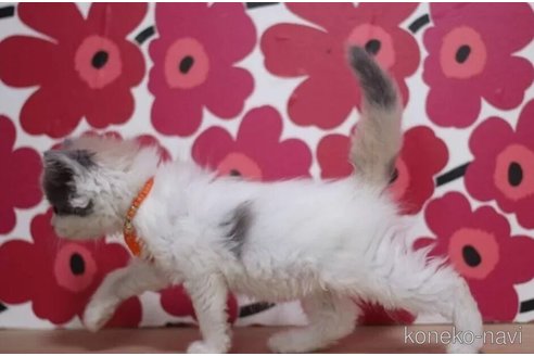 成約済の東京都のマンチカン-101396の2枚目