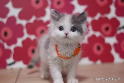 成約済の東京都のマンチカン-101396の3枚目