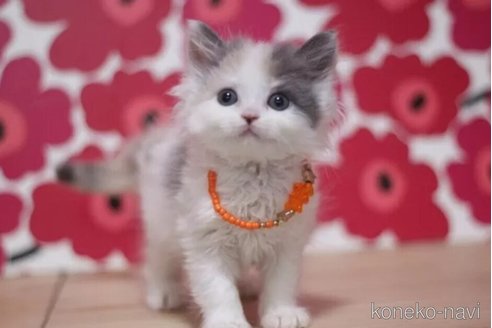 成約済の東京都のマンチカン-101396の4枚目