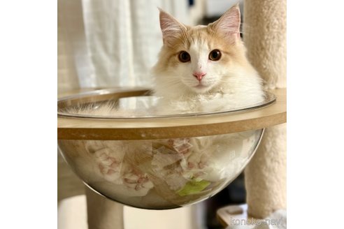 成約済の茨城県のノルウェージャンフォレストキャット-90817の2枚目