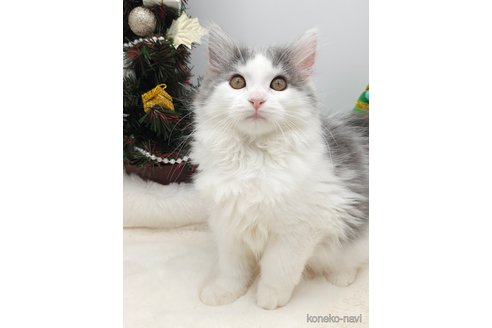 成約済の埼玉県のサイベリアン-97483の3枚目