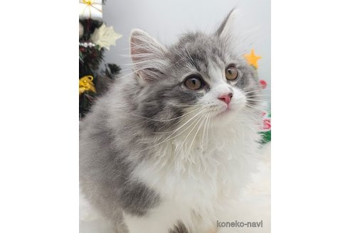 成約済の埼玉県のサイベリアン-97490の1枚目