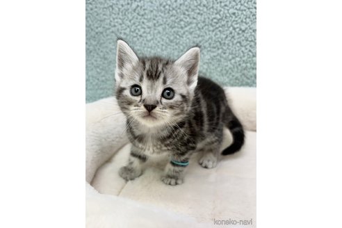 成約済の千葉県のアメリカンショートヘア-98142の5枚目