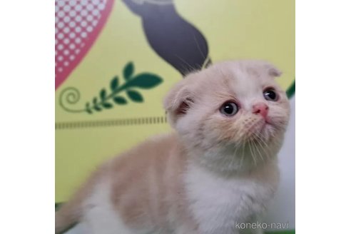 成約済の栃木県のその他の猫種-101439の4枚目
