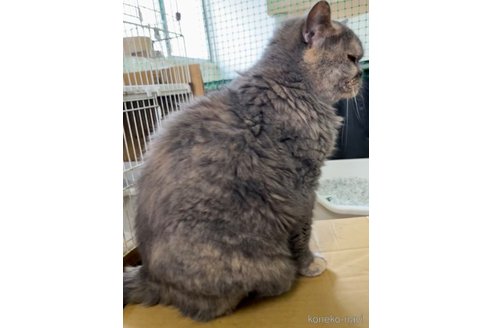 販売中の千葉県のブリティッシュショートヘア-83228の3枚目
