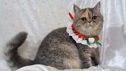 成約済の宮城県のエキゾチックショートヘア-86266の7枚目