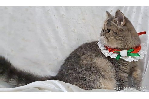 成約済の宮城県のエキゾチックショートヘア-86266の2枚目