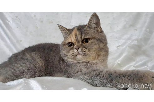 成約済の宮城県のエキゾチックショートヘア-86266の3枚目