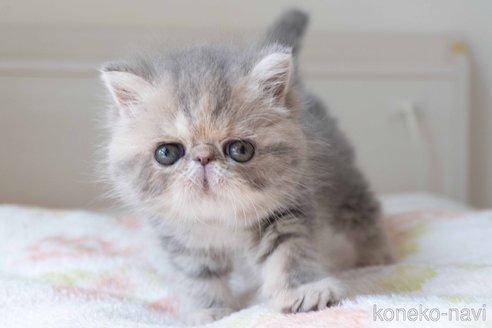 成約済の東京都のエキゾチックショートヘア-101452の3枚目