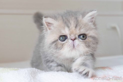 成約済の東京都のエキゾチックショートヘア-101452の4枚目