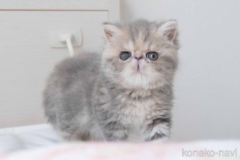 成約済の東京都のエキゾチックショートヘア-101452の5枚目
