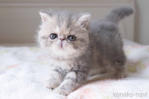 成約済の東京都のエキゾチックショートヘア-101452の2枚目