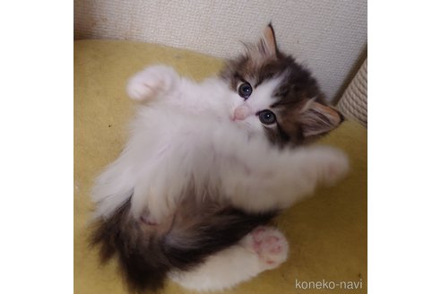成約済の埼玉県のノルウェージャンフォレストキャット-101454の3枚目