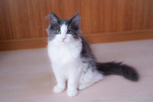 成約済の愛知県のノルウェージャンフォレストキャット-99492の11枚目