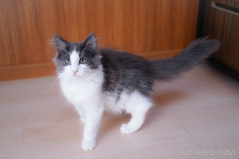 成約済の愛知県のノルウェージャンフォレストキャット-99492の10枚目