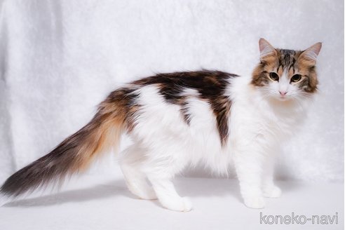 シャンティーちゃん1枚目