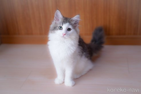 成約済ののノルウェージャンフォレストキャット-99487