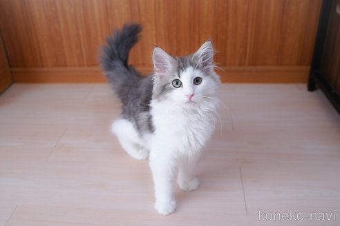 成約済の愛知県のノルウェージャンフォレストキャット-99487の14枚目