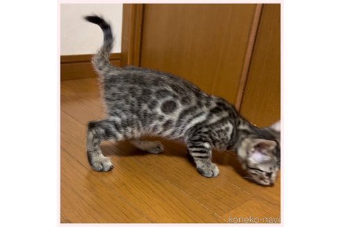 成約済の群馬県のベンガル-98940の3枚目