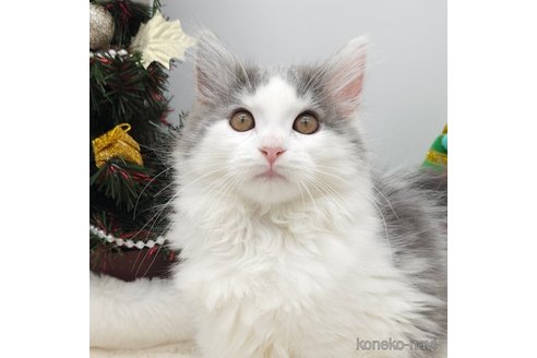 成約済の埼玉県のサイベリアン-97483の2枚目