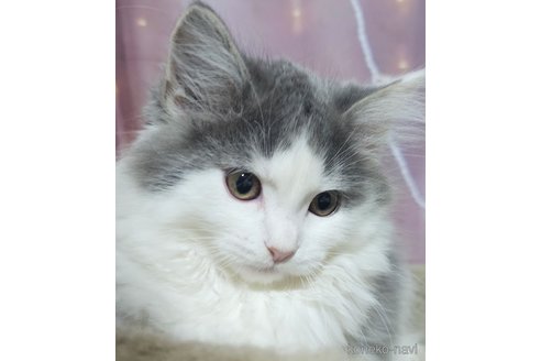 成約済の埼玉県のサイベリアン-97483の1枚目