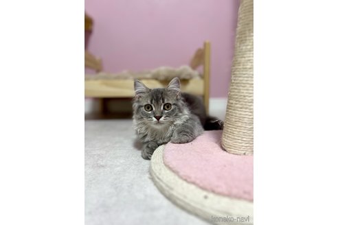 成約済の福岡県のスコティッシュフォールド-100212の8枚目