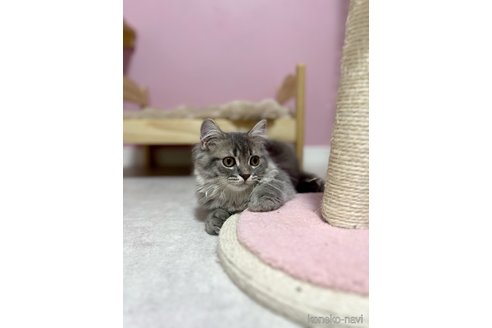 成約済の福岡県のスコティッシュフォールド-100212の7枚目