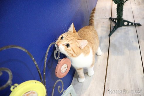 成約済の大阪府のミヌエット-86465の13枚目